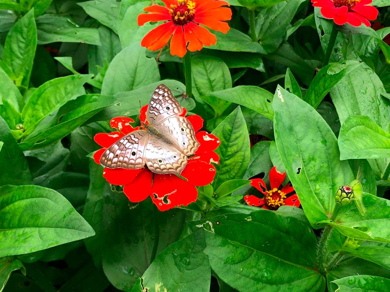 Mariposa en jardín