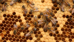 Imagen de abejas en un panal