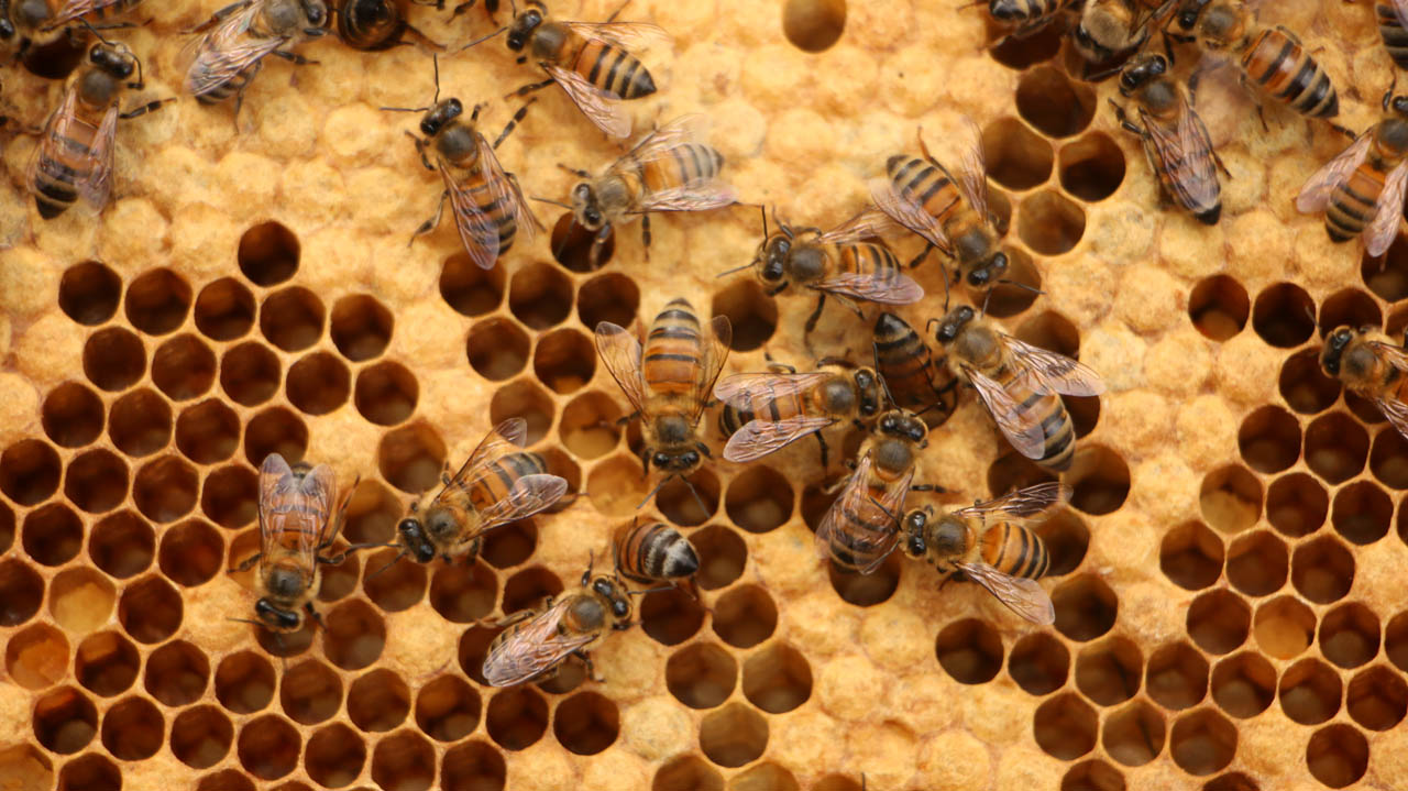 Imagen de abejas en un panal