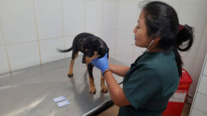 Atención de casos de moquillo en Centro de Bienestar Animal La Perla