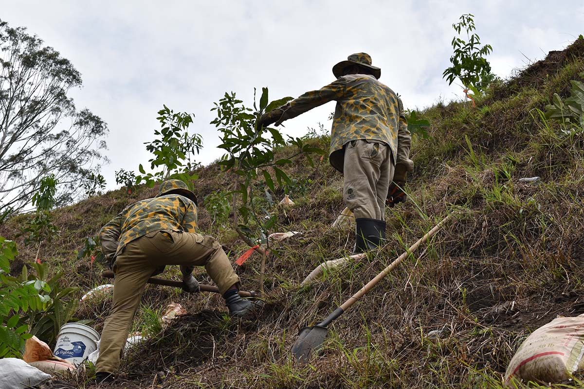 Siembra de árboles por compensación ambiental por las obras de Carabobo Norte
