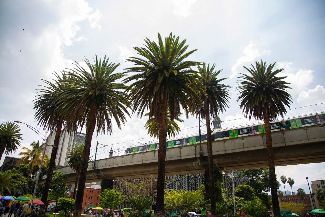 Medellín protege y recupera las palmas patrimoniales afectadas por utilización indebida