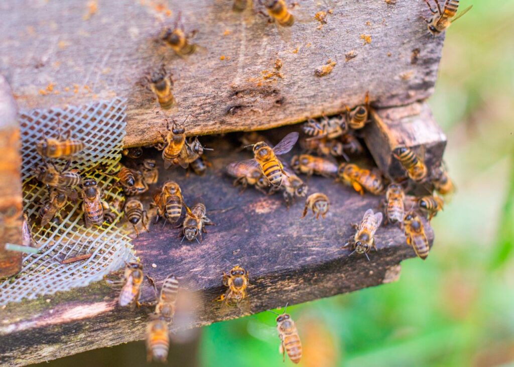 Dulce Apis con las grandes polinizadoras, las abejas