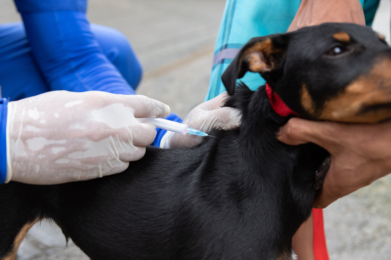 Medellín ha vacunado gratis este año a 150.735 perros y gatos contra el virus de la rabia