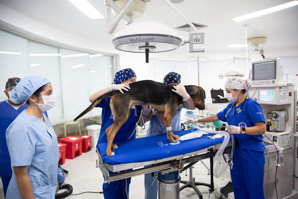 Cirugías en 3D para operar a perros y gatos