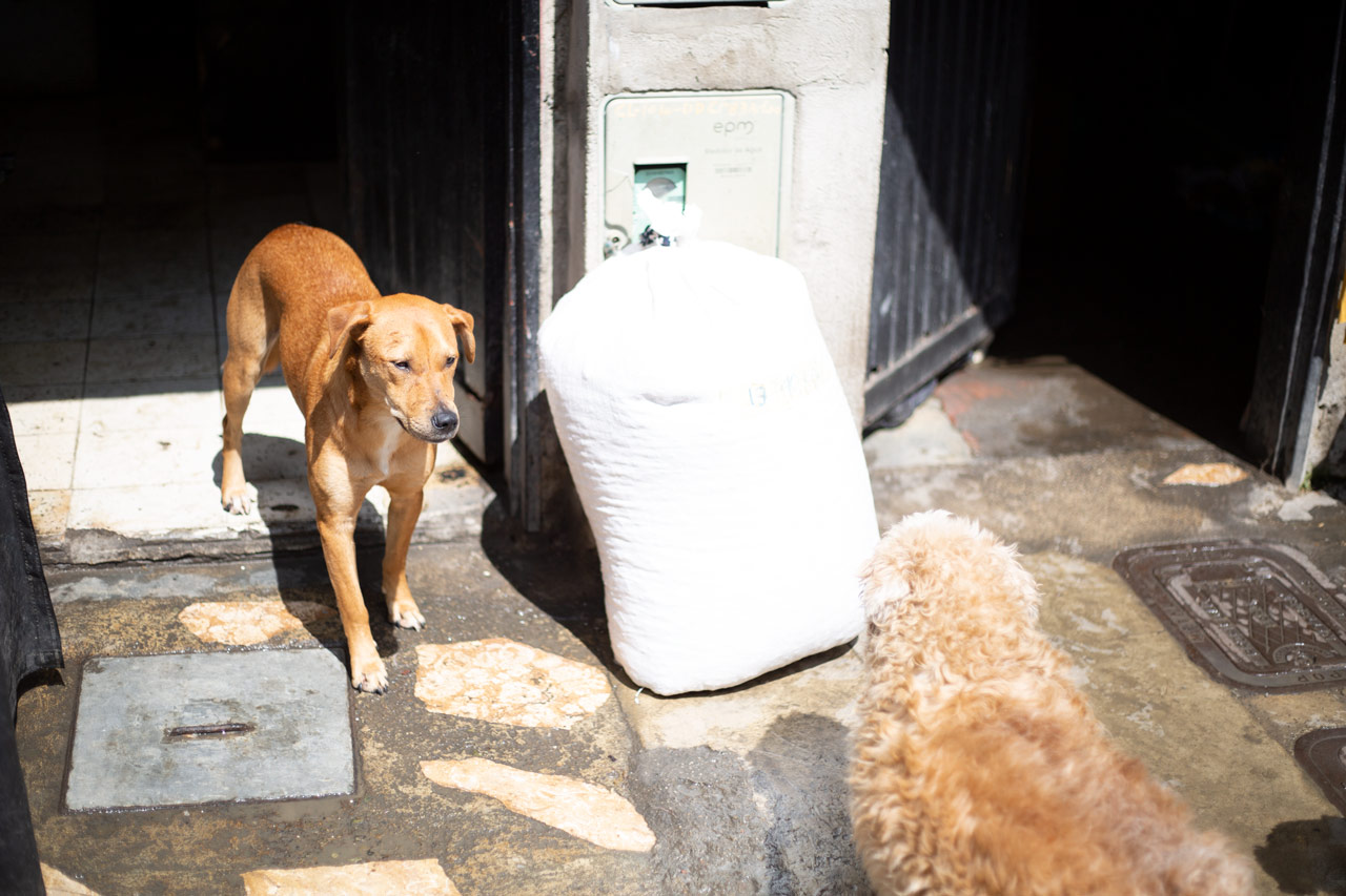 29 fundaciones y hogares de paso de Medellín recibieron tres toneladas de alimento para animales de compañía