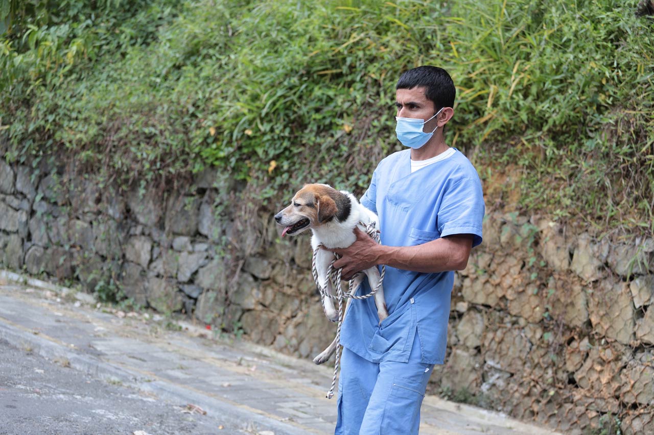 La Alcaldía de Medellín ha rescatado este año 700 animales de compañía abandonados en las calles de la ciudad 
