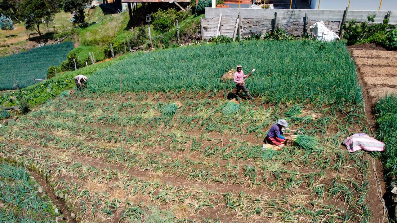 101 productores rurales de Medellín se beneficiarán con la instalación de infraestructura productiva agrícola