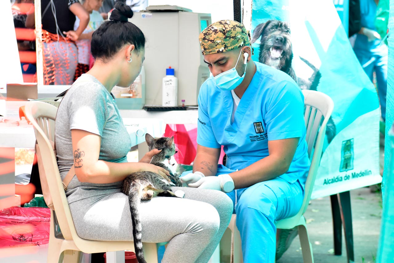 En el último mes, se realizaron más de 5.000 cirugías gratuitas de control de natalidad de caninos y felinos en las comunas del Distrito