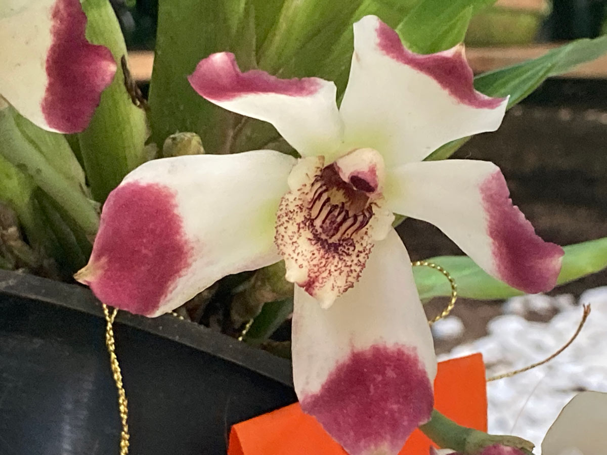 Biodiversidad y orquídeas en Colombia 