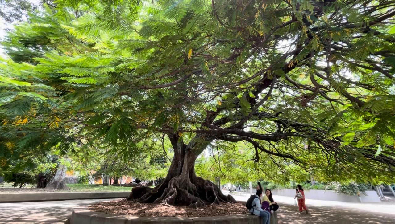 Imagen de árbol