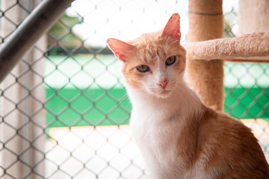 Imagen Gato