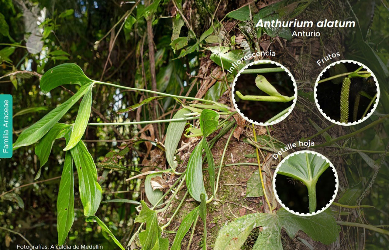Imagen guía de plantas que viven sobre los árboles (4)