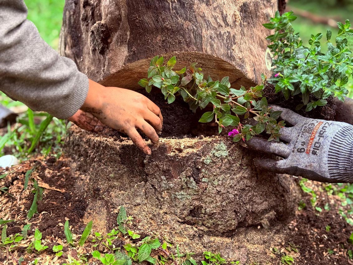 Siembra de árboles en el cerro El Volador