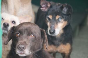 Imagen adopción de animales geriatras (1)