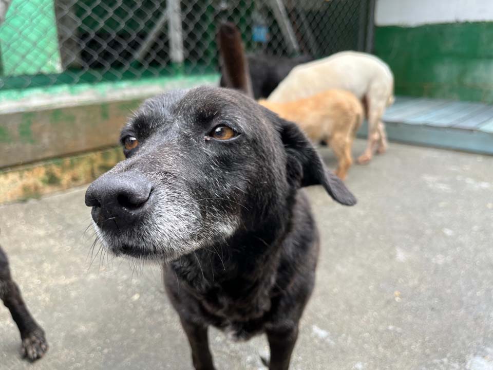 Imagen adopción de animales geriatras (1)