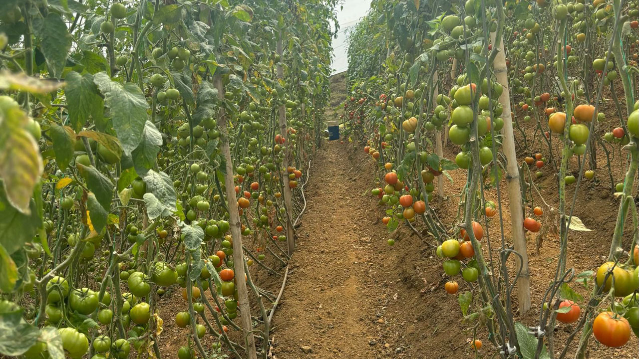 Imagen productores agropecuarios en los corregimientos (1)
