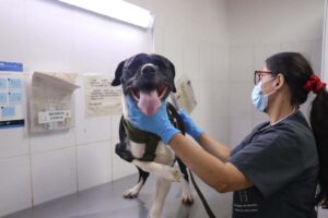 Imagen DJ está a la espera de un hogar ppal