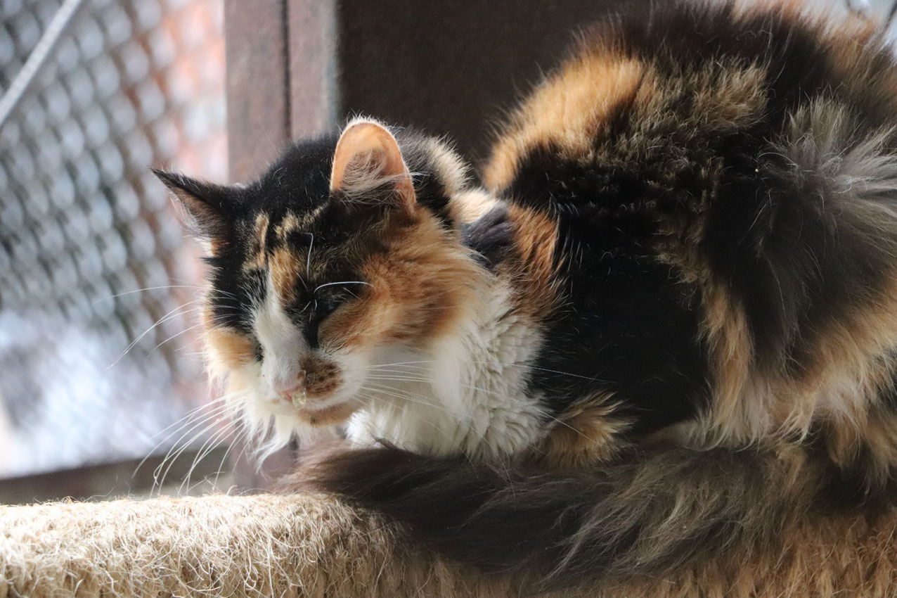 Imagen La perla adopción (7)