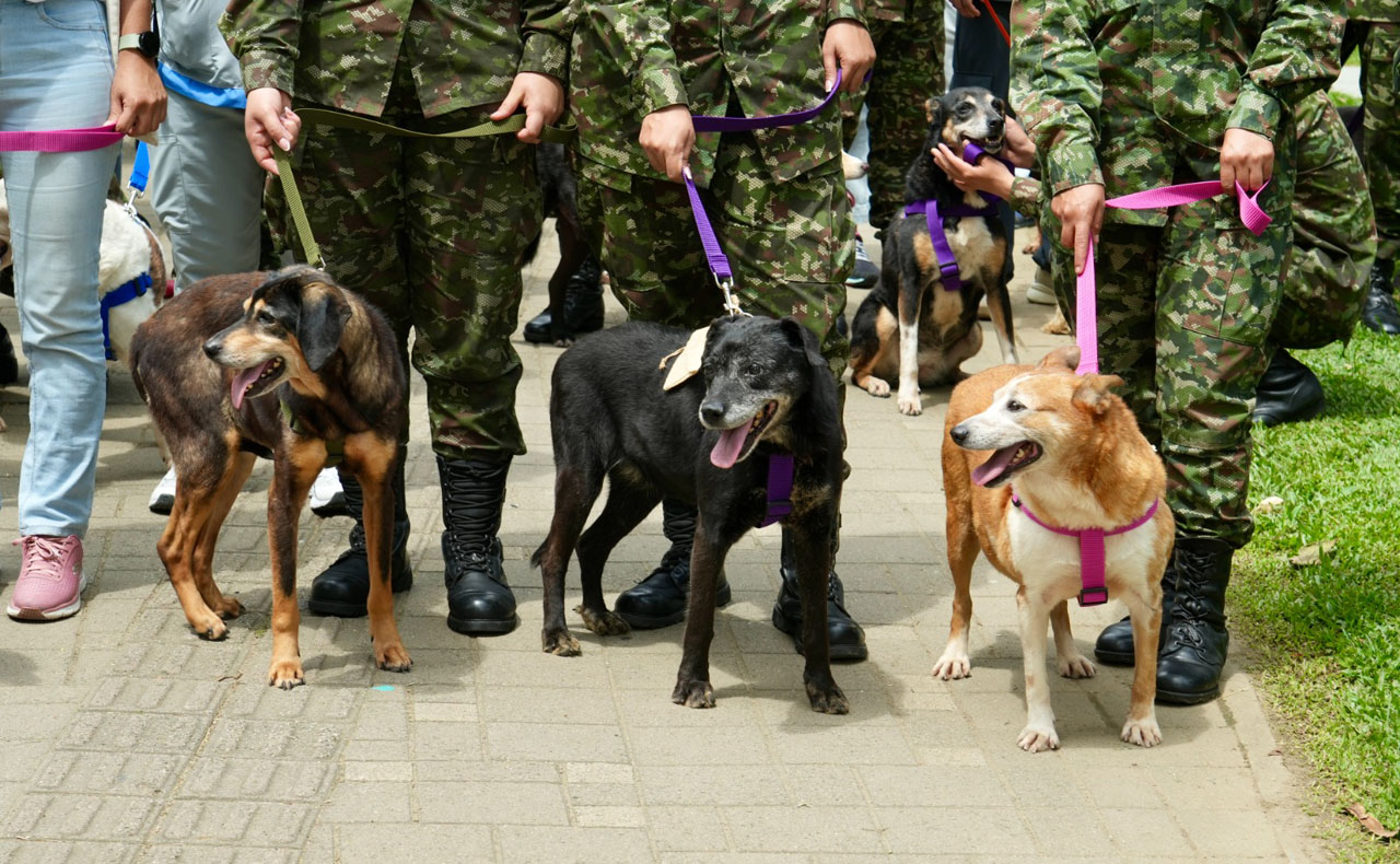 Imagen adopciones de gatos y perros ‘viejitos’ en la gran Adoptatón del año (2)