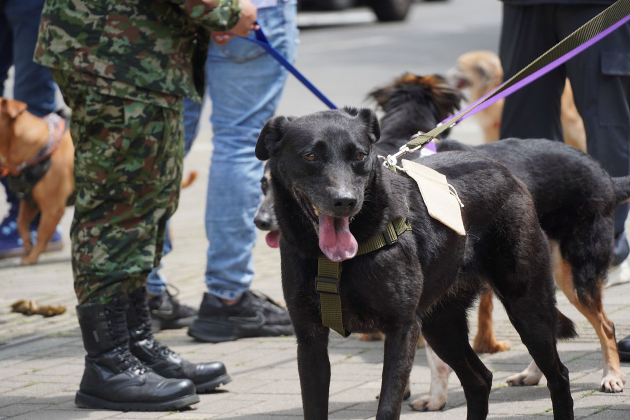 Imagen adopciones de gatos y perros ‘viejitos’ en la gran Adoptatón del año (4)