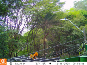 Imagen Nuevo paso para desplazamiento seguro de fauna en Medellín (3)