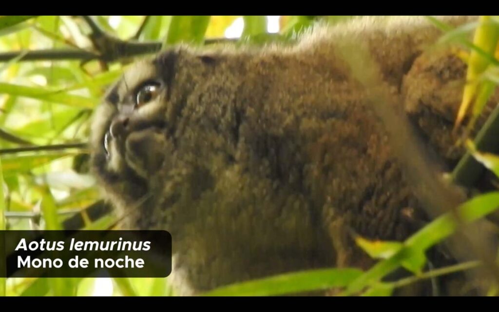 Imagen se han monitoreado más de 80 especies de fauna silvestre en Medellín (1)