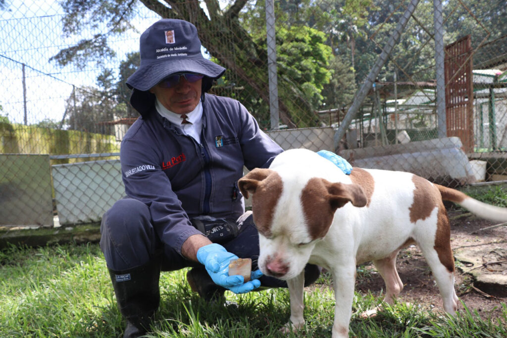 Imagen recomendaciones para proteger a perros y gatos durante la temporada de calor (3)