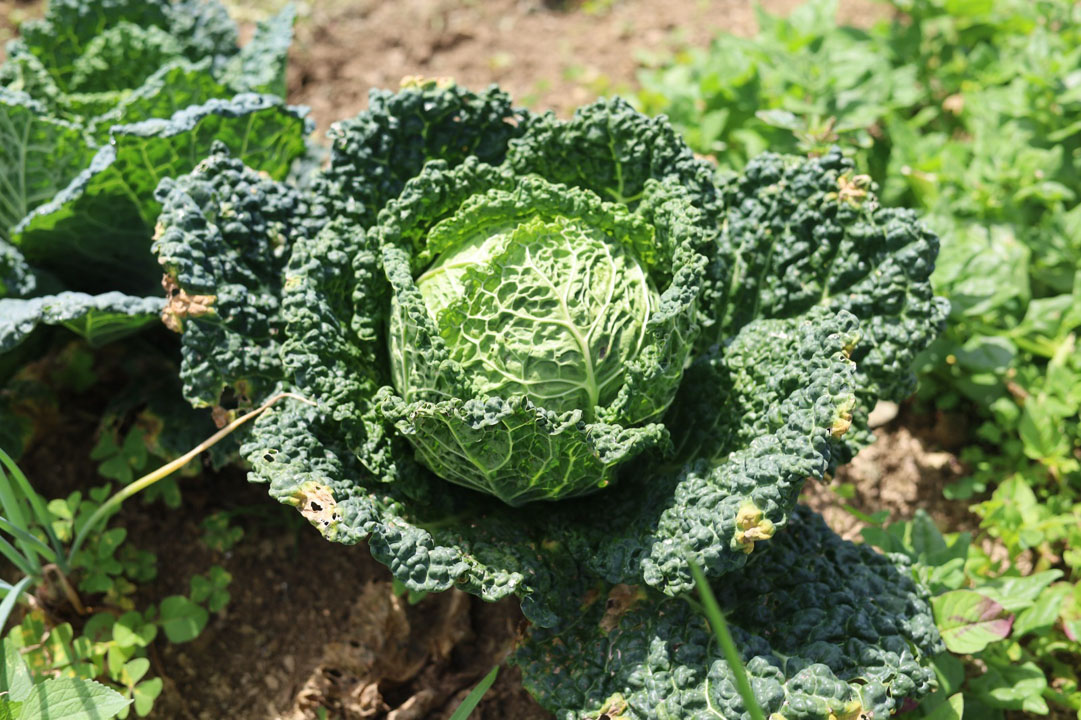 imagen de sembrado de vegetales