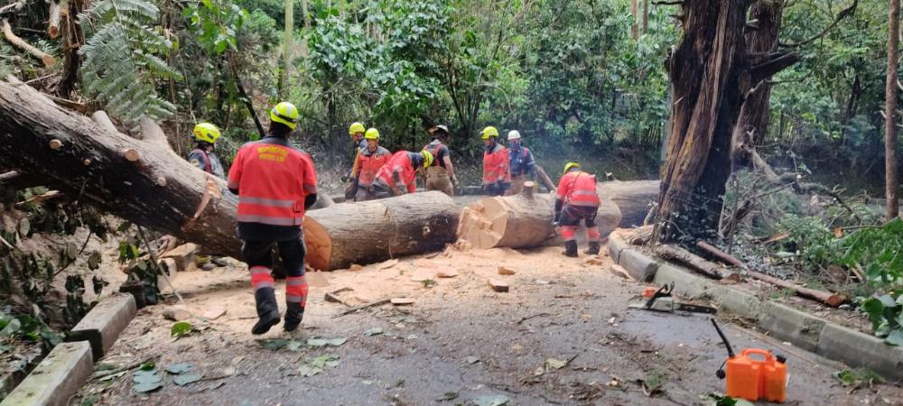Dagrd y Bomberos Medellín han atendido 394 desplomes de árboles por lluvias en lo que va de 2021