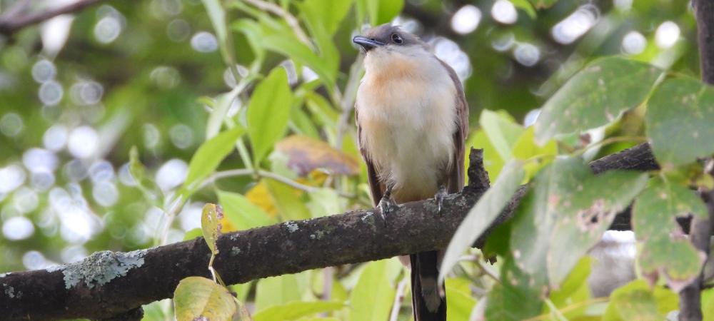 En Medellín fue avistado el cuclillo piquioscuro, especie de ave nunca antes observada en el Valle de Aburrá 