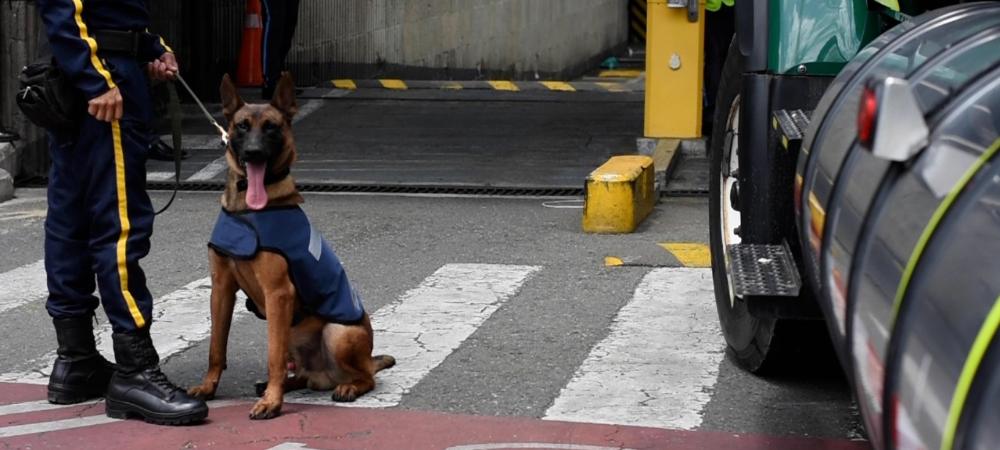 Así viven los perros que trabajan en la Alcaldía de Medellín 