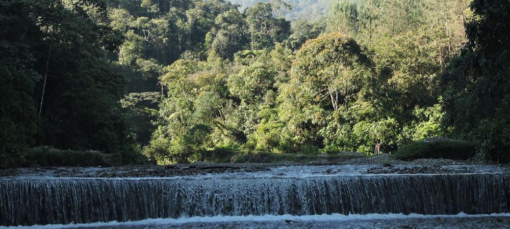 Medellín ratifica su compromiso con la biodiversidad con 2.700 hectáreas de bosques adquiridos y recuperados