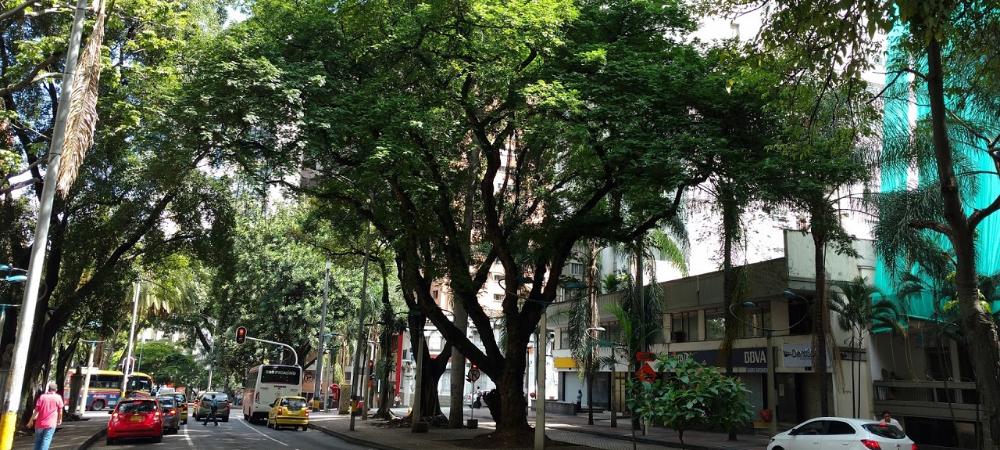 Árboles patrimoniales de Medellín son protagonistas de recorridos en la ciudad