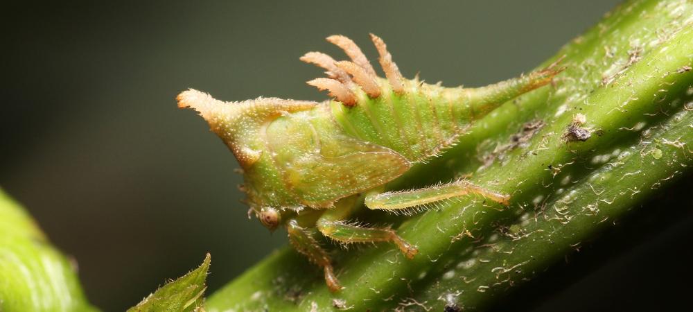 Restauración ambiental da resultados: especie de insecto espina es redescubierta en Medellín después de 170 años