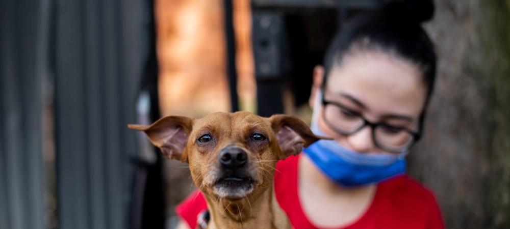 Este año Medellín ya supera los 10.000 caninos y felinos esterilizados en estrategia de protección animal 
