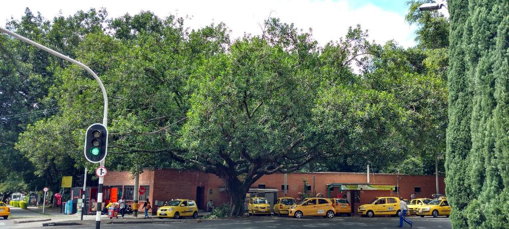 Medellín es referente internacional por protección y conservación de árboles patrimoniales, según la plataforma internacional The Nature of Cities