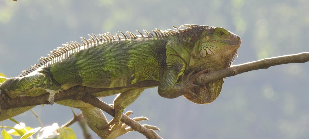 En la Reserva Alto de San Miguel fue observado, por primera vez, un lagarto categorizado como especie en peligro